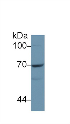 12325