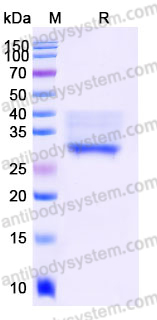 AHJ88801, SDS-PAGE