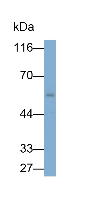 32052