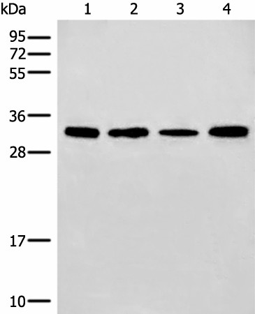 Валидация Elabscience E-AB-19768