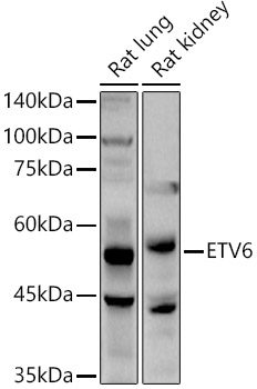 Валидация Elabscience E-AB-93152