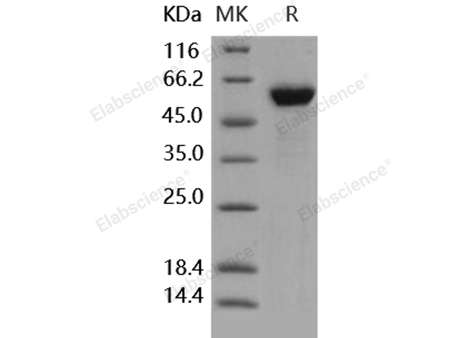 Валидация Elabscience PKSH031686(2330)