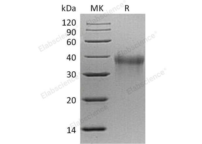 Валидация Elabscience PKSM041172(5080)
