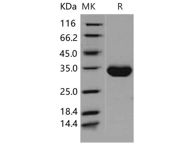 Валидация Elabscience PKSH031461(2162)