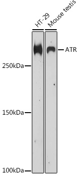 Валидация Elabscience E-AB-93106