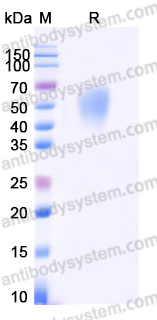 AHD67201, SDS-PAGE