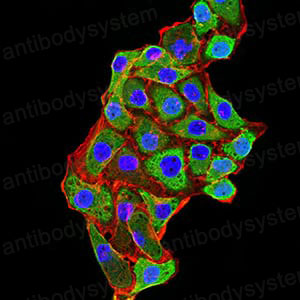Валидация IF - AntibodySystem RHA88902