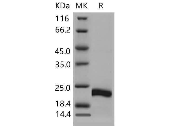 Валидация Elabscience PKSM040630(4615)