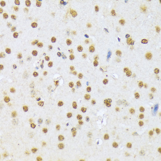 Валидация Elabscience E-AB-66005