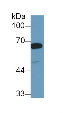 13429