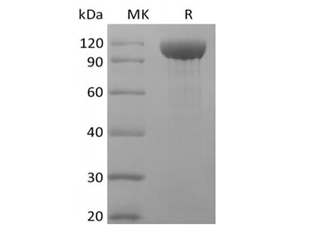 Валидация Elabscience PKSQ050117(5486)