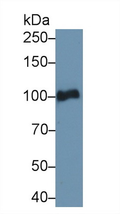 9687
