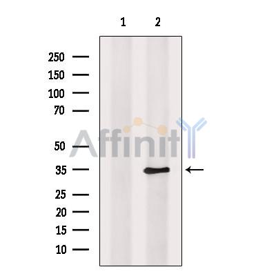 Валидация Affinity DF9498 - 22120