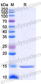 Валидация SDS-PAGE - AntibodySystem RHD90202