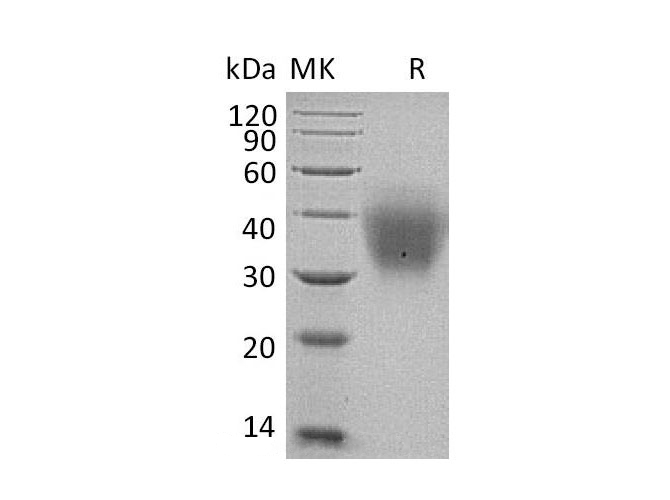 Валидация Elabscience PKSH033081(3449)