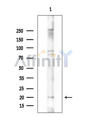 Валидация Affinity DF15412 - 11734