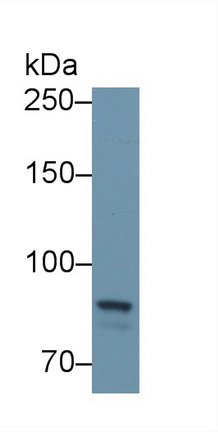 13176