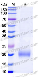 EHB92701, SDS-PAGE