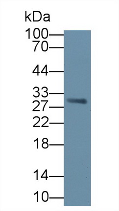 8851