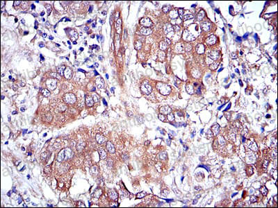 Валидация AntibodySystem RHD73609 (1767)