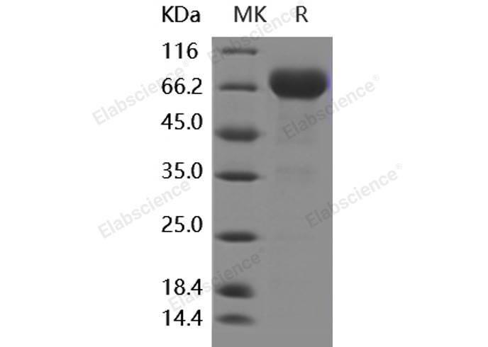 Валидация Elabscience PKSH030444(1369)