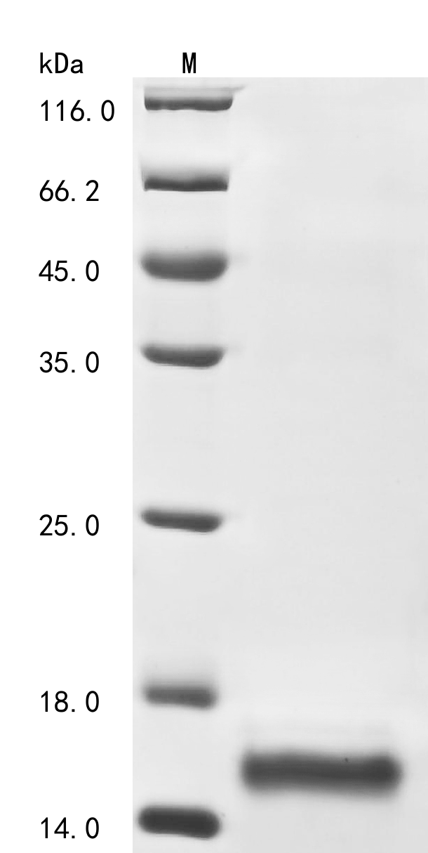 SDS-PAGE