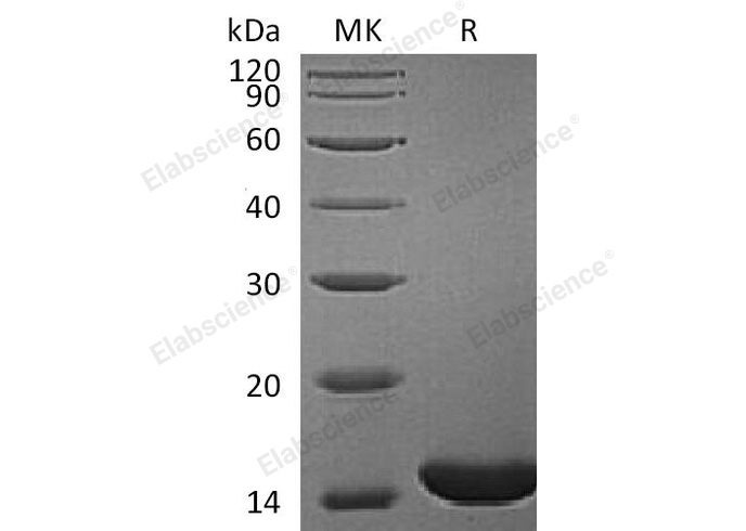 Валидация Elabscience PKSH032996(3383)