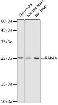 Валидация Elabscience E-AB-92738