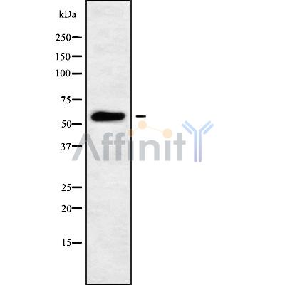 Валидация Affinity DF9749 - 22564