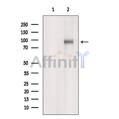 Валидация Affinity DF6965 - 18584