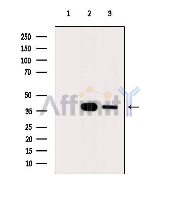 Валидация Affinity DF2412 - 13011