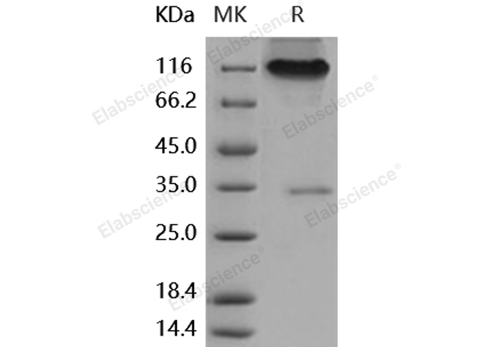 Валидация Elabscience PKSH031933(2540)