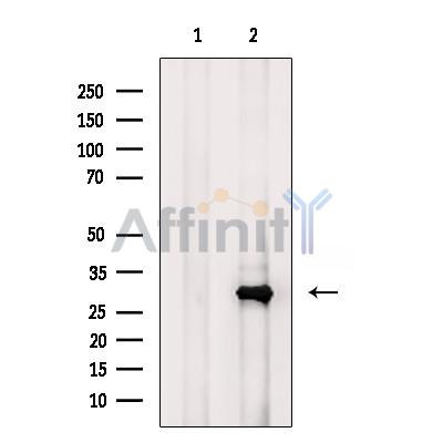 Валидация Affinity DF9111 - 21419