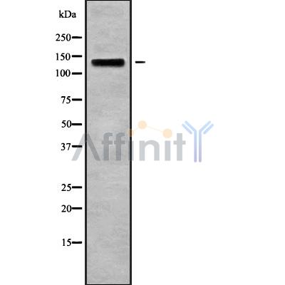 Валидация Affinity DF9463 - 22046