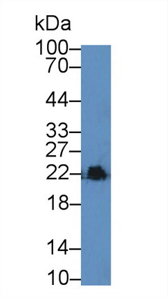 12407