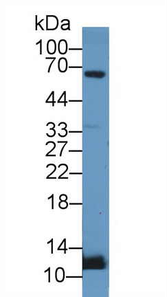 14437