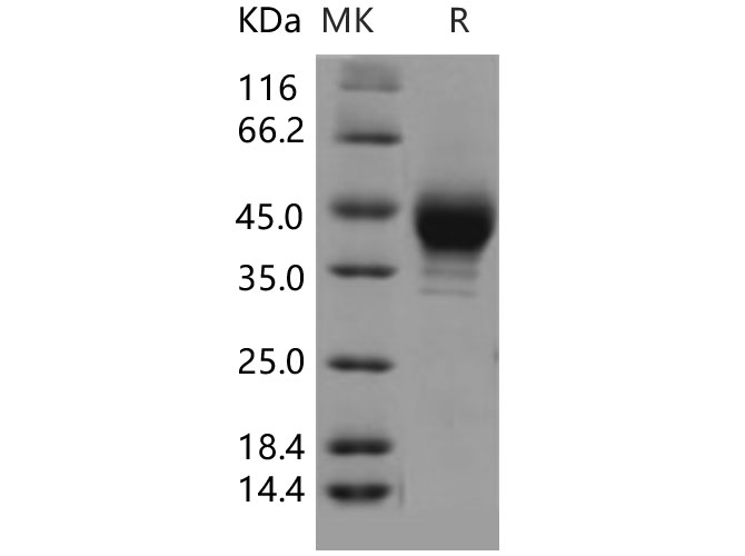 Валидация Elabscience PKSH031412(2125)