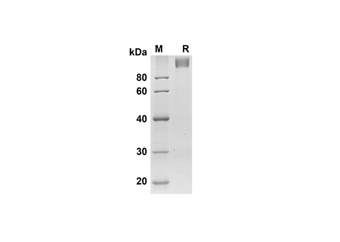 Валидация Elabscience PDMM100117(1087)