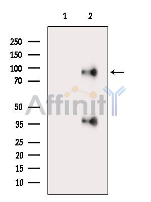 Валидация Affinity DF9349 - 21845