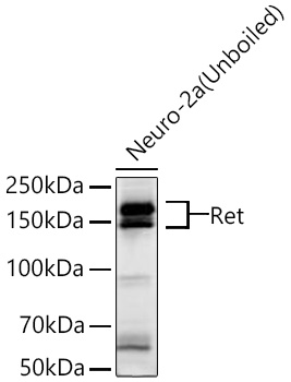A20845, вестерн-блоттинг, лизат клеток Neuro-2a (2730)