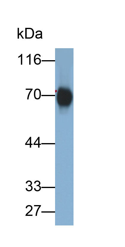 33211