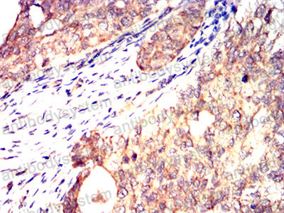Валидация AntibodySystem RHN05102 (3780)