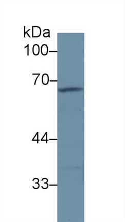9156