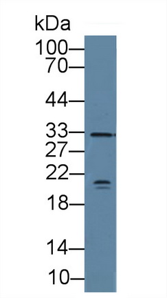 14084