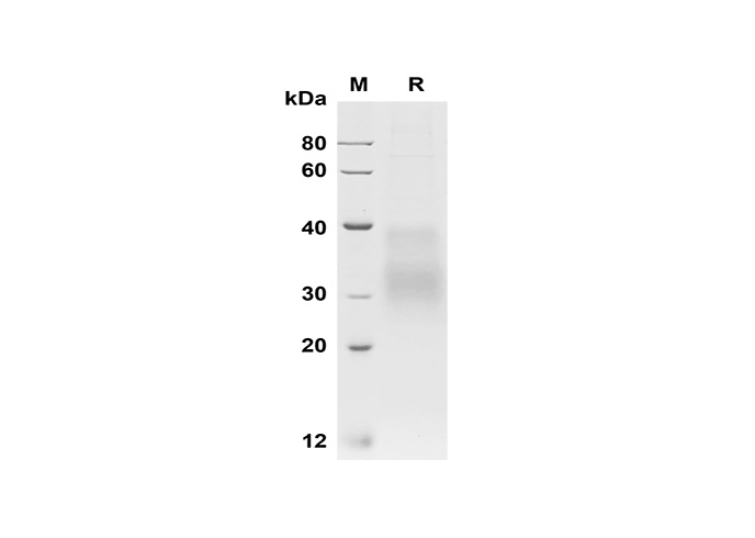 Валидация Elabscience PDMH100338(950)