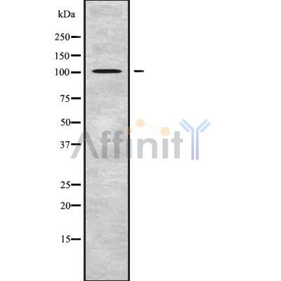 Валидация Affinity DF9527 - 22173