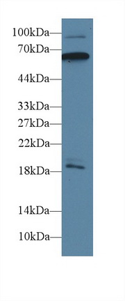 13621