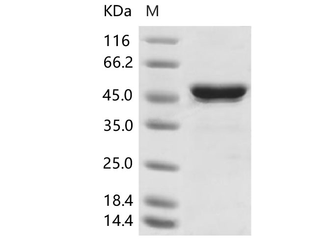 Валидация Elabscience PKSV030201(5978)