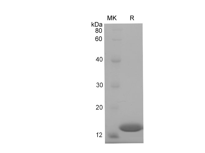 Валидация Elabscience PDEM100226(560)
