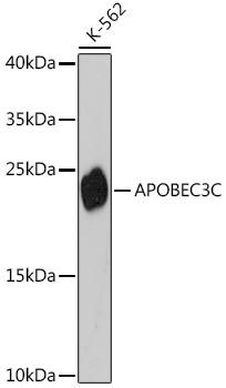 Валидация Elabscience E-AB-66297